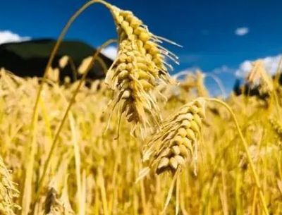 探秘藏域NO.79 藏式素食中的养生之道——加工谷物产品的智慧