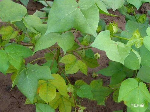 氮磷钾，你真的用对了吗？——谷物产品加工的隐形守护者