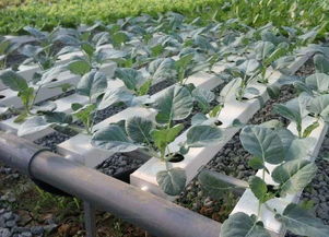 互联网植物工厂 菜市场的终结者还是升级伙伴？