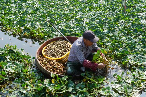 金秋菱角香满城，温州人餐桌上的“黄菱”情结