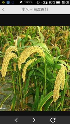 粟、小米与高粱 辨识常见谷类作物