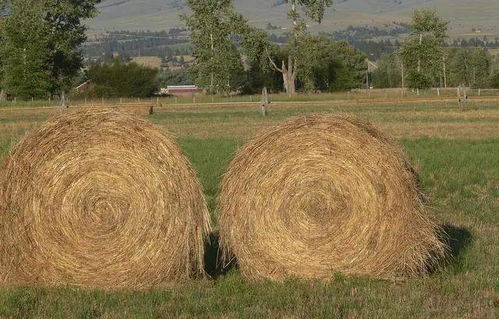 低成本打造趣味农场加工谷物产品的创意指南