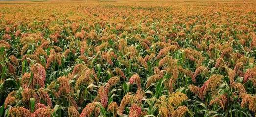 红粮熟了，谁先乐？——谷物加工产业链的共赢图景